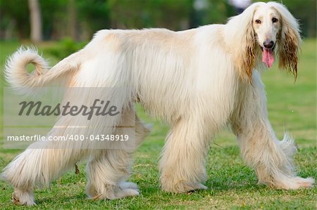 An afghan hound dog walking on the lawn