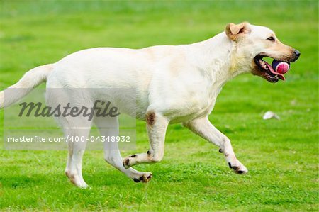 White labrador dog holding a ball and running on the lawn