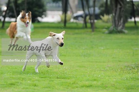 Two dog running and chasing on the lawn