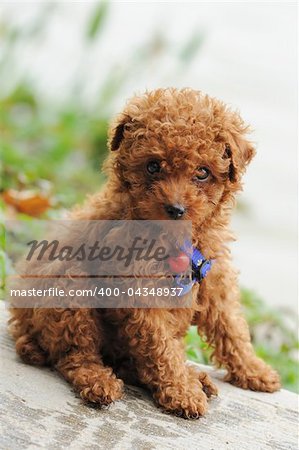 A little toy poodle dog sitting on the ground