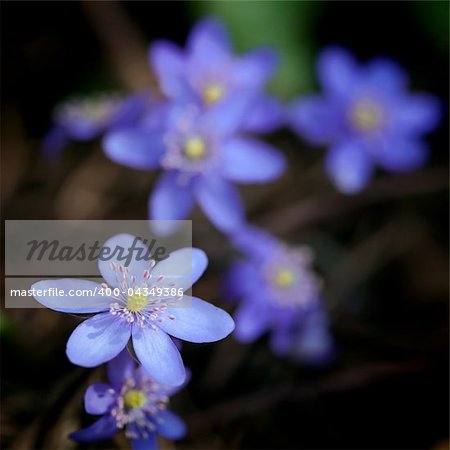 Violet forest flower Hepatica nobilis