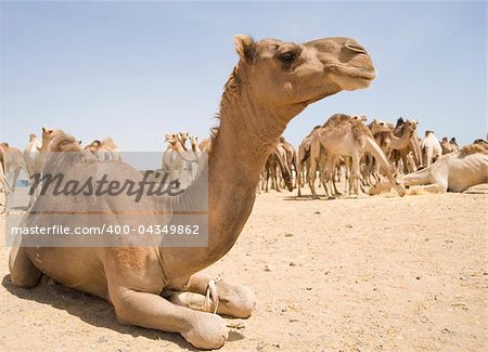 Dromedary camels at an Egyptian market