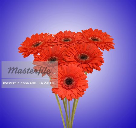 bouquet of red flowers (african daisy)