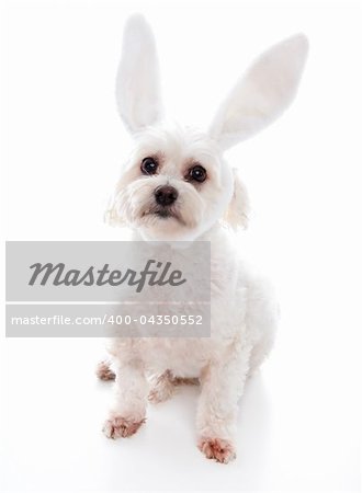 An alert white fluffy little dog wearing white bunny ears, suitable for humour or easter.  White background.