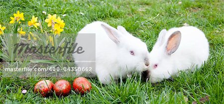 Egg hunt - easter bunny on a spring meadow with yellow flowers and easter eggs.