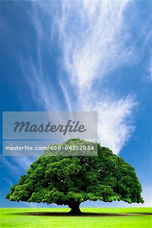 Spring and summer landscape with old tree on the hill and cloud