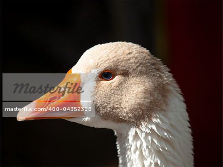 head of duck close-up
