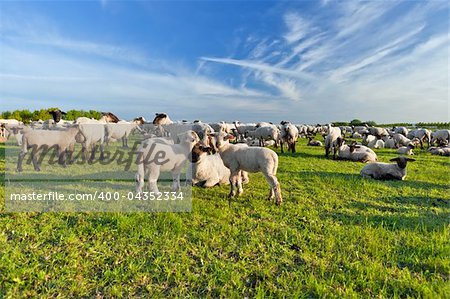 A summer landscape and herd sheep  in the Niedersachsen