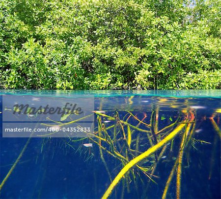 mangrove up down waterline real ecosystem organic algae in suspension