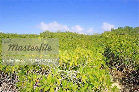 Mangrove plant detail in sunny day blue sky Mayan Riviera Mexico