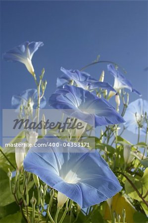 Blue morning glory blooms reach to the sky