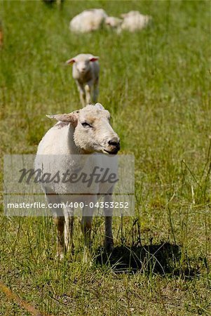 Flock of white swiss sheep standing in a field outdoors