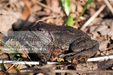 two field frogs during copulation in forest