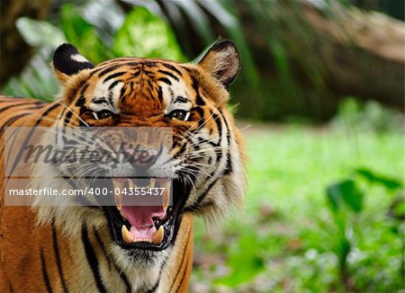 close up of a tiger's face with bare teeth of Bengal Tiger