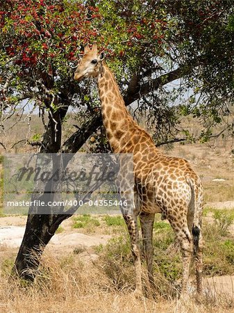 Giraffe eating tree blossoms in Kruger National Park.
