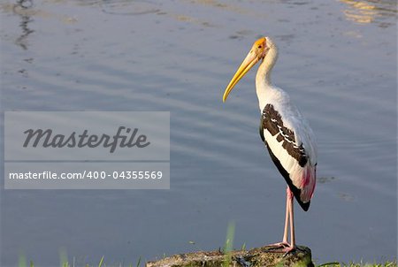 a calm stork stood by the lake in the morning sun