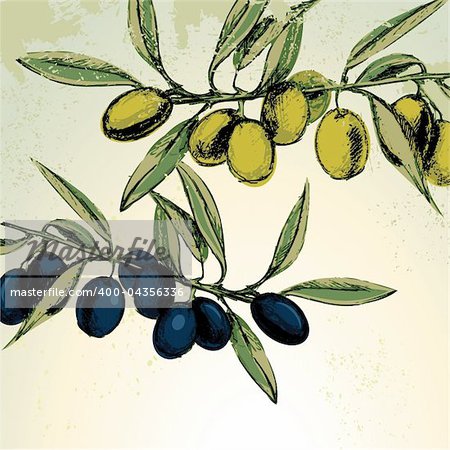 Vector illustration - green and black olives on the branches