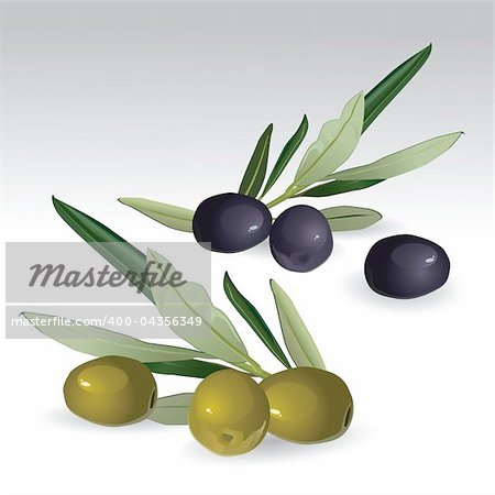 Vector illustration - black and green isolated olives