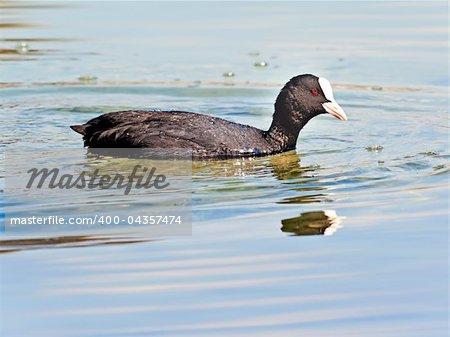 A image of the black water bird Fulica atra