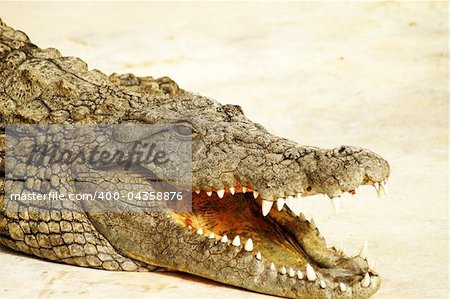 dangerous alligator with open mouth