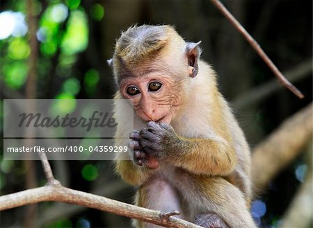 The child of monkeys in forest. Sri Lanka
