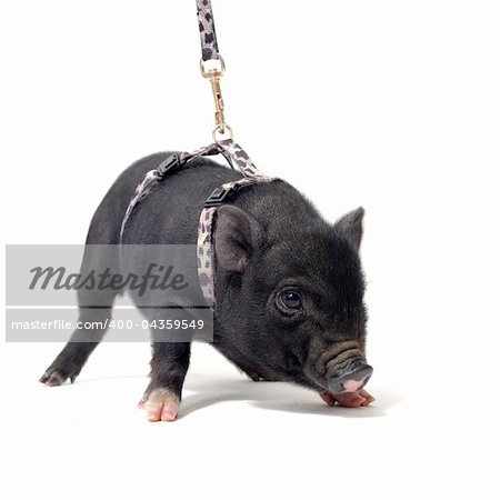little black piggywith harness in front of white background