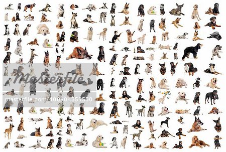 composite picture with purebred  dogs in a white background