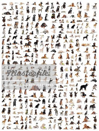 composite picture with purebred  dogs in a white background