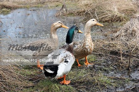 Three beautiful ducks on the lake