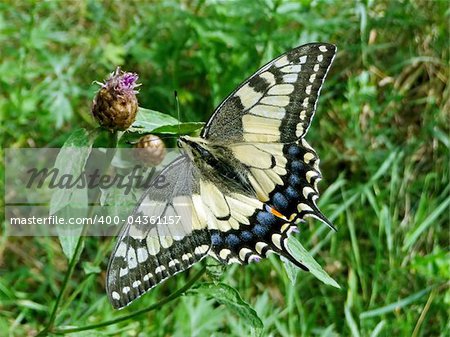 Large swallowtail butterfly sits in green field