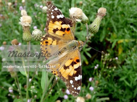 Large orange motley butterfly on the summer meadow