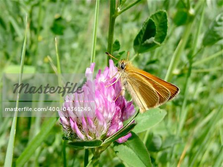 Small orange butterfly on the flower in field