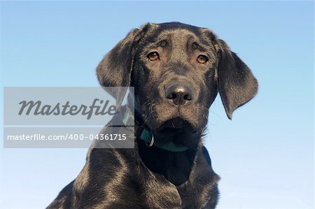 purebred puppy labrador retriever in a blue sky