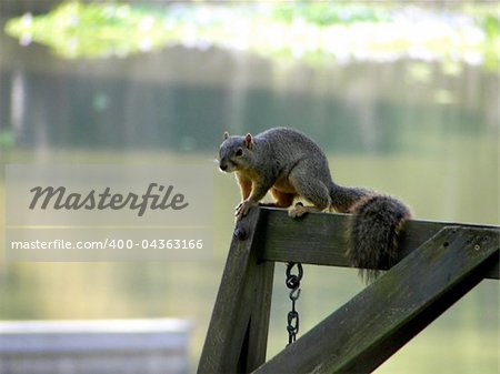 Taken in my front yard with a telephoto lens.