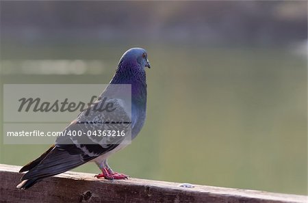 A colorful pigeon staring at lake
