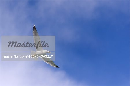 A seagull fly at blue sky