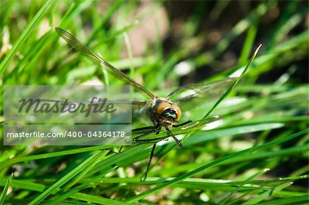 Dragonfly Outdoor