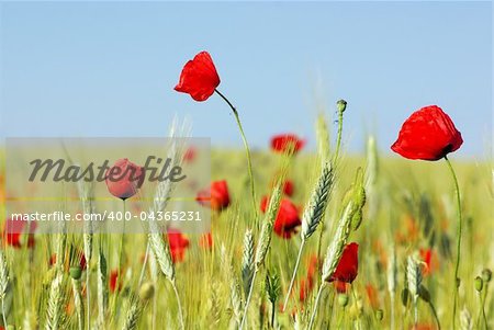 Red Poppies in  wheat field .