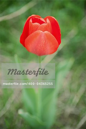The close up view of a single red tulip over blurred green background