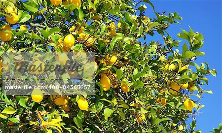 Yellow lemons on tree.