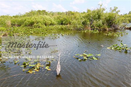 A Great Blue Heron shares the wetland with American Alligators at Everglades National Park - USA.