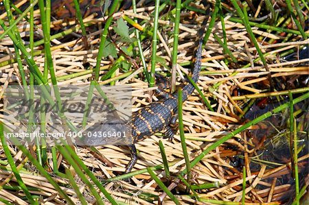 A juvenile American alligator in the Everglades National Park - Florida.