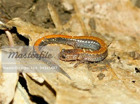 A Redback Salamander (Plethodon cinereus) at Kickapoo State Park in Illinois.