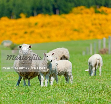 Image of sheep grazing in the fields of New Zealand