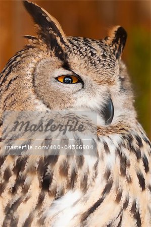 Eurasian Eagle-owl is sitting on branch in zoo