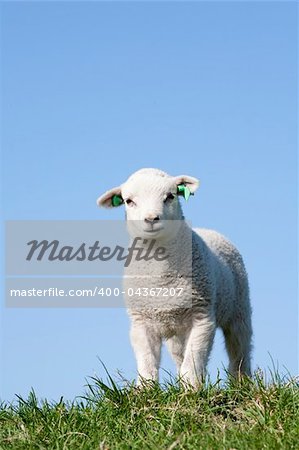 Cute lamb in spring in the Netherlands