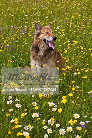 Dog in a meadow