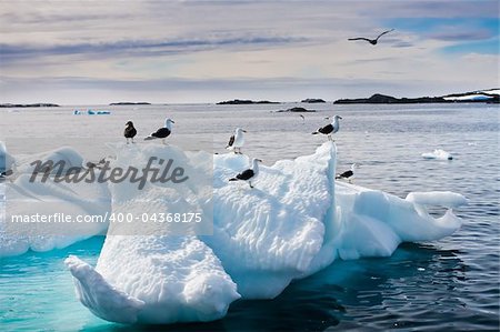 Seagulls are sitting on a glacier in Antarctica