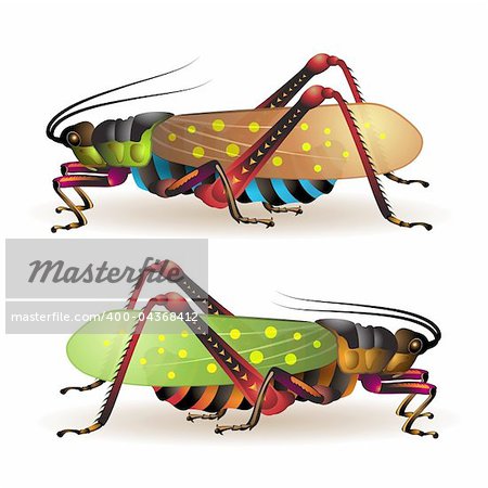 Grasshopper isolated on a white background