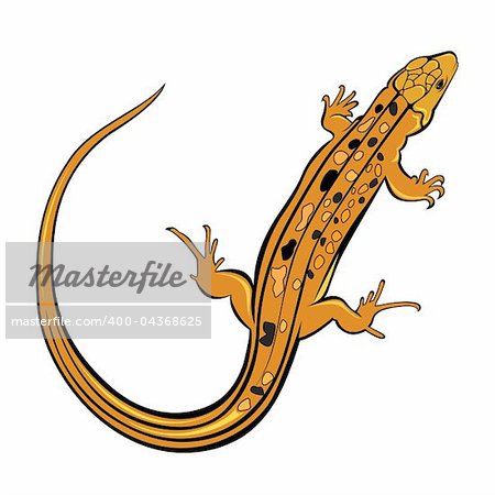 Realistic gecko lizard. Illustration on white background for design
